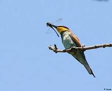 European Bee-eater