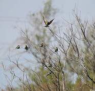 European Bee-eater