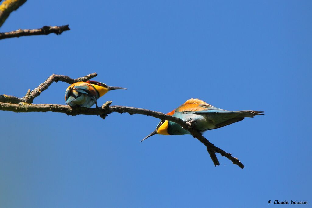 European Bee-eater