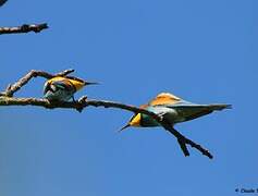 European Bee-eater