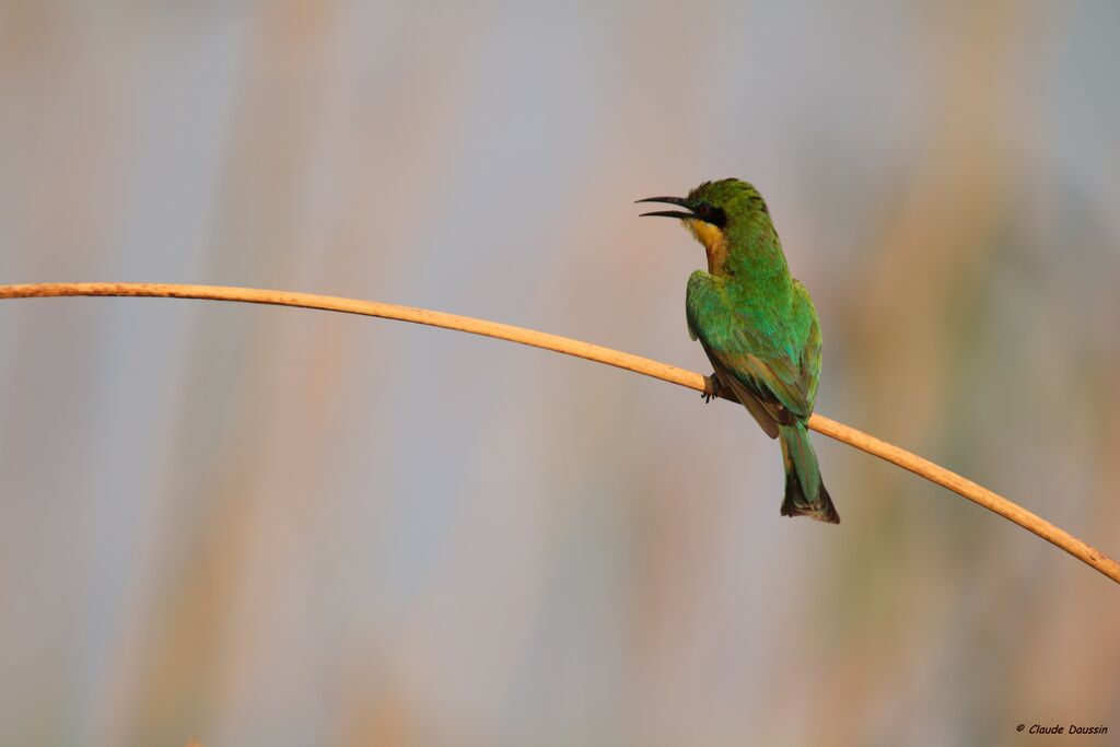 Little Bee-eater