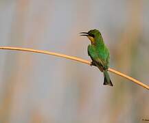 Little Bee-eater