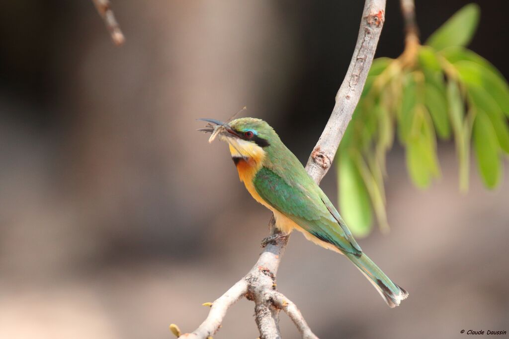 Little Bee-eater