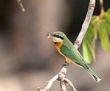 Little Bee-eater