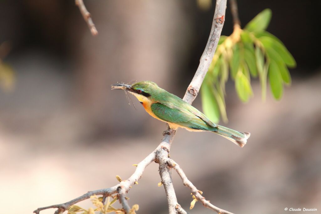 Little Bee-eater