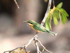 Little Bee-eater