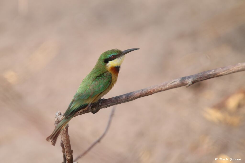 Little Bee-eater