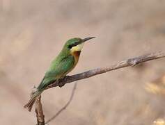 Little Bee-eater