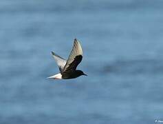 White-winged Tern