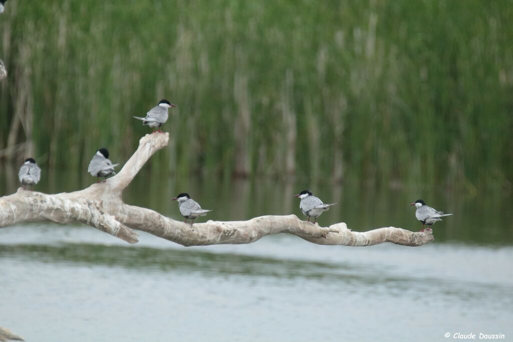 Whiskered Tern