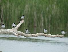 Whiskered Tern