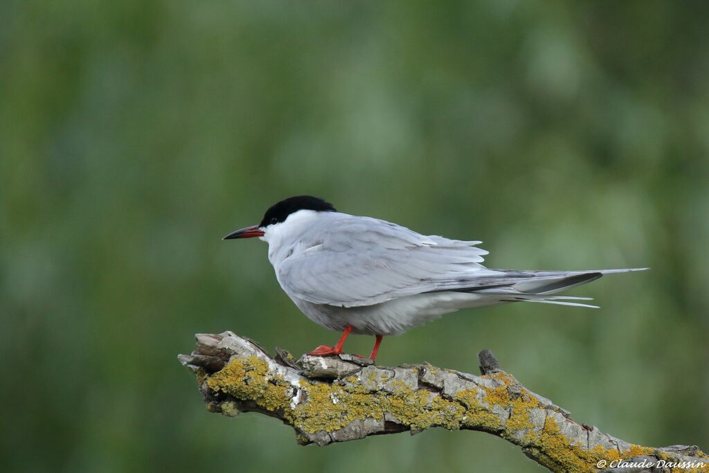 Whiskered Tern