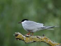 Whiskered Tern