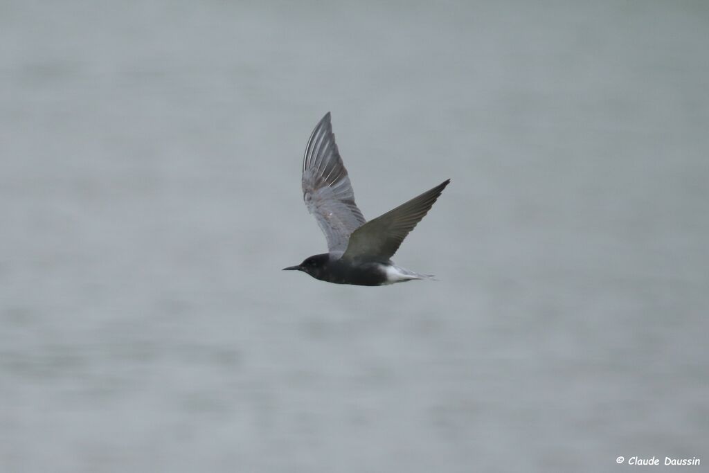 Black Tern