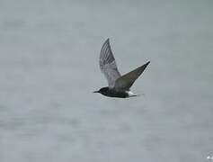 Black Tern