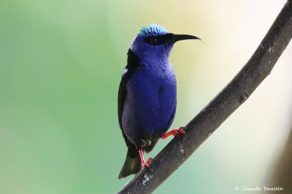 Red-legged Honeycreeper male adult