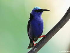 Red-legged Honeycreeper