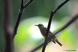 Red-legged Honeycreeper