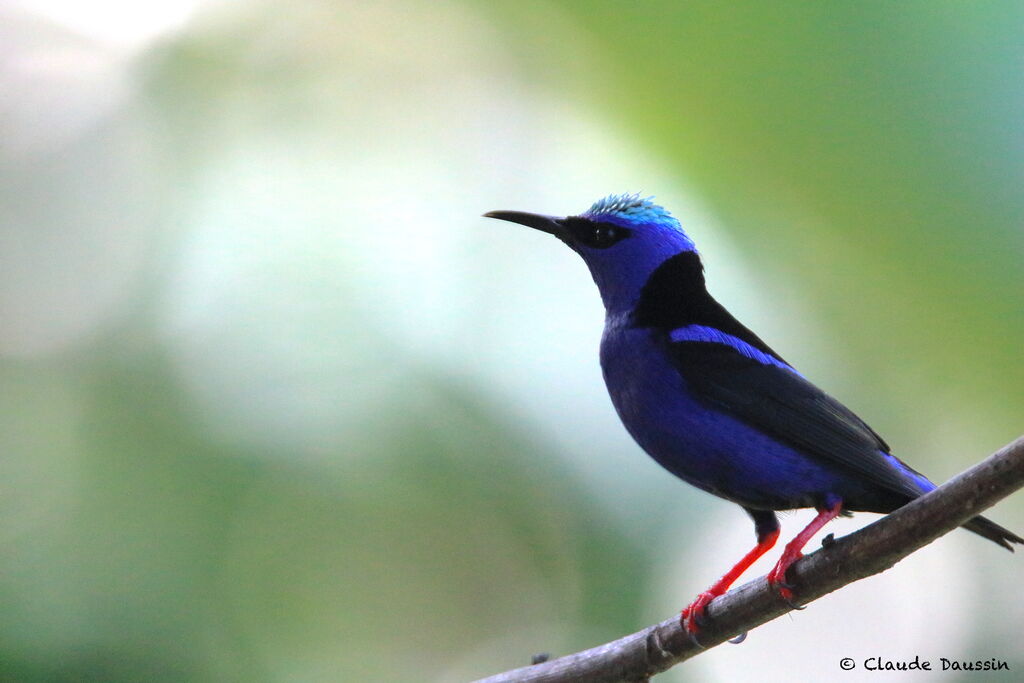 Red-legged Honeycreeper male adult