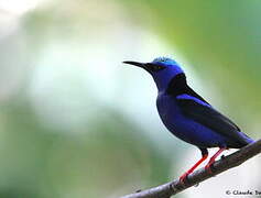 Red-legged Honeycreeper