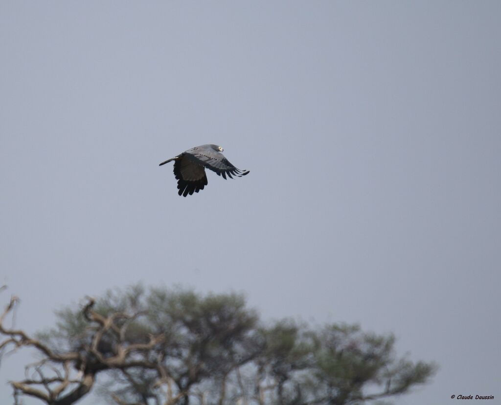 African Harrier-Hawk