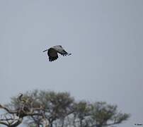 African Harrier-Hawk
