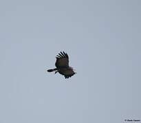 African Harrier-Hawk