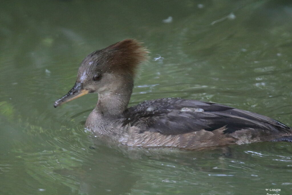 Hooded Merganser