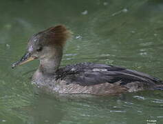 Hooded Merganser