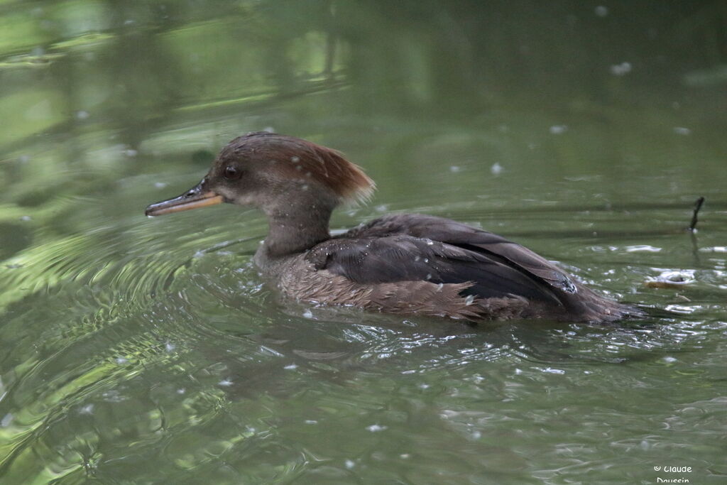 Hooded Merganser