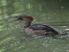 Hooded Merganser