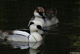 Smew