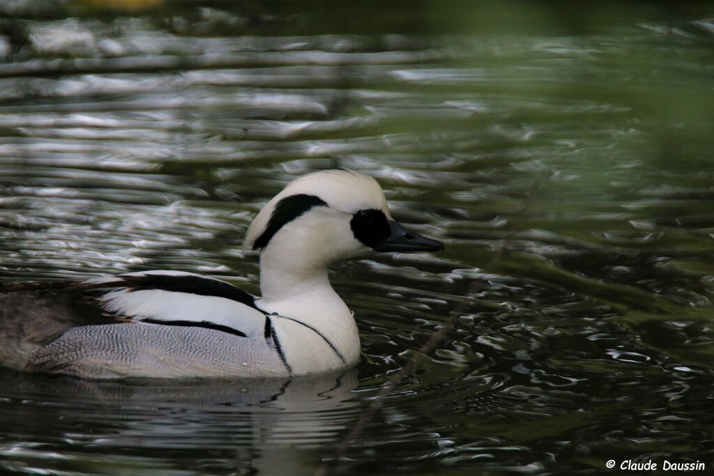 Smew