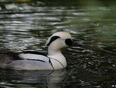 Smew