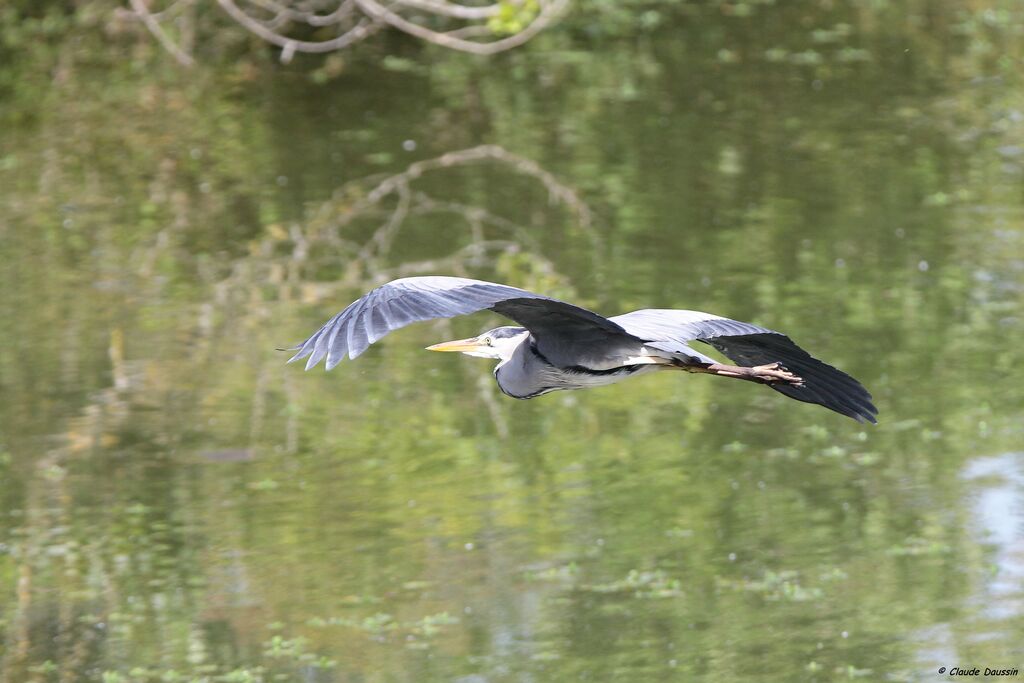 Grey Heron