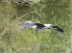 Grey Heron