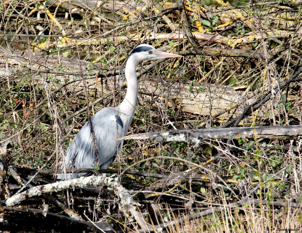 Grey Heron