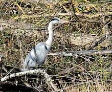 Grey Heron