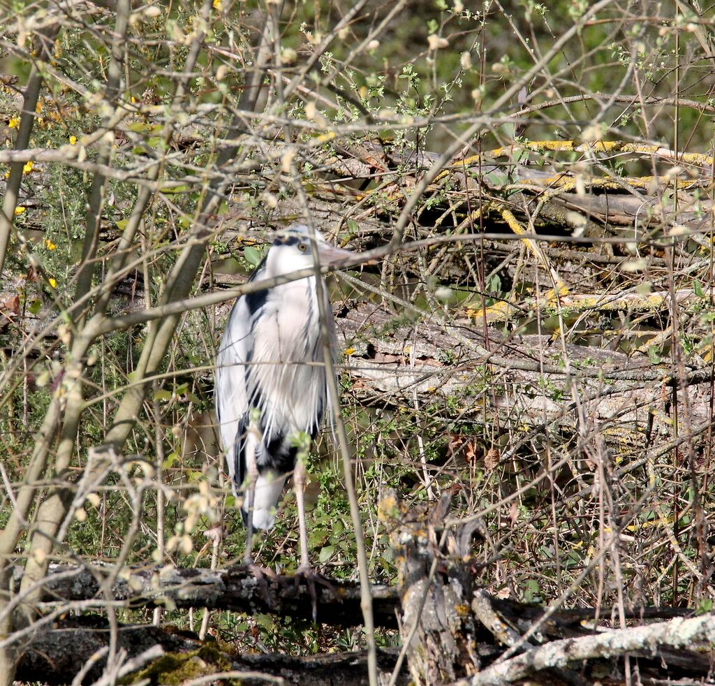 Grey Heron