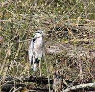 Grey Heron