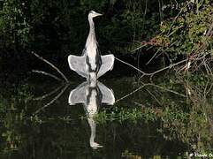 Grey Heron