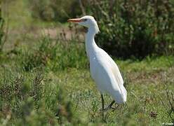 Western Cattle Egret