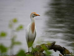 Western Cattle Egret