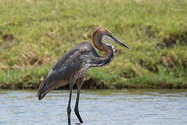 Goliath Heron