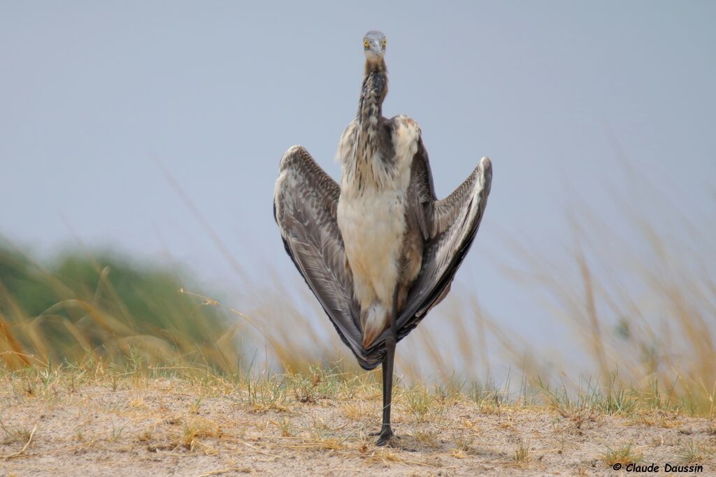 Goliath Heron