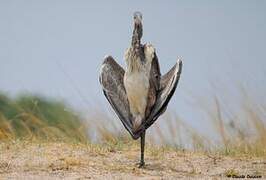 Goliath Heron