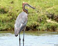 Goliath Heron