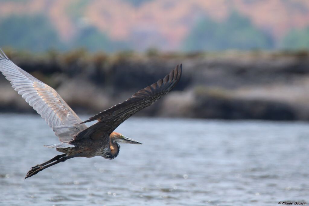 Goliath Heron