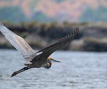 Goliath Heron