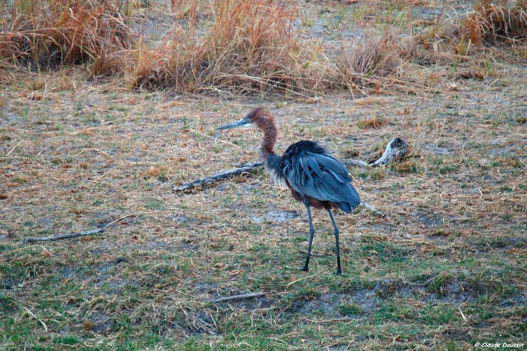 Goliath Heron